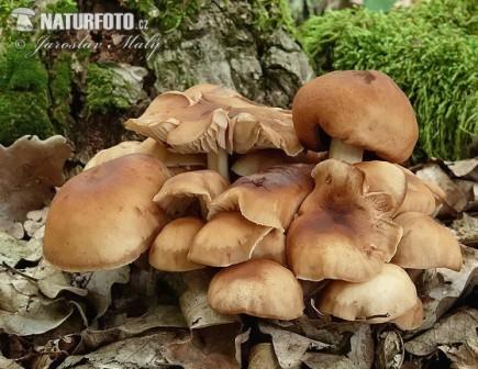   Collybia fusipes 